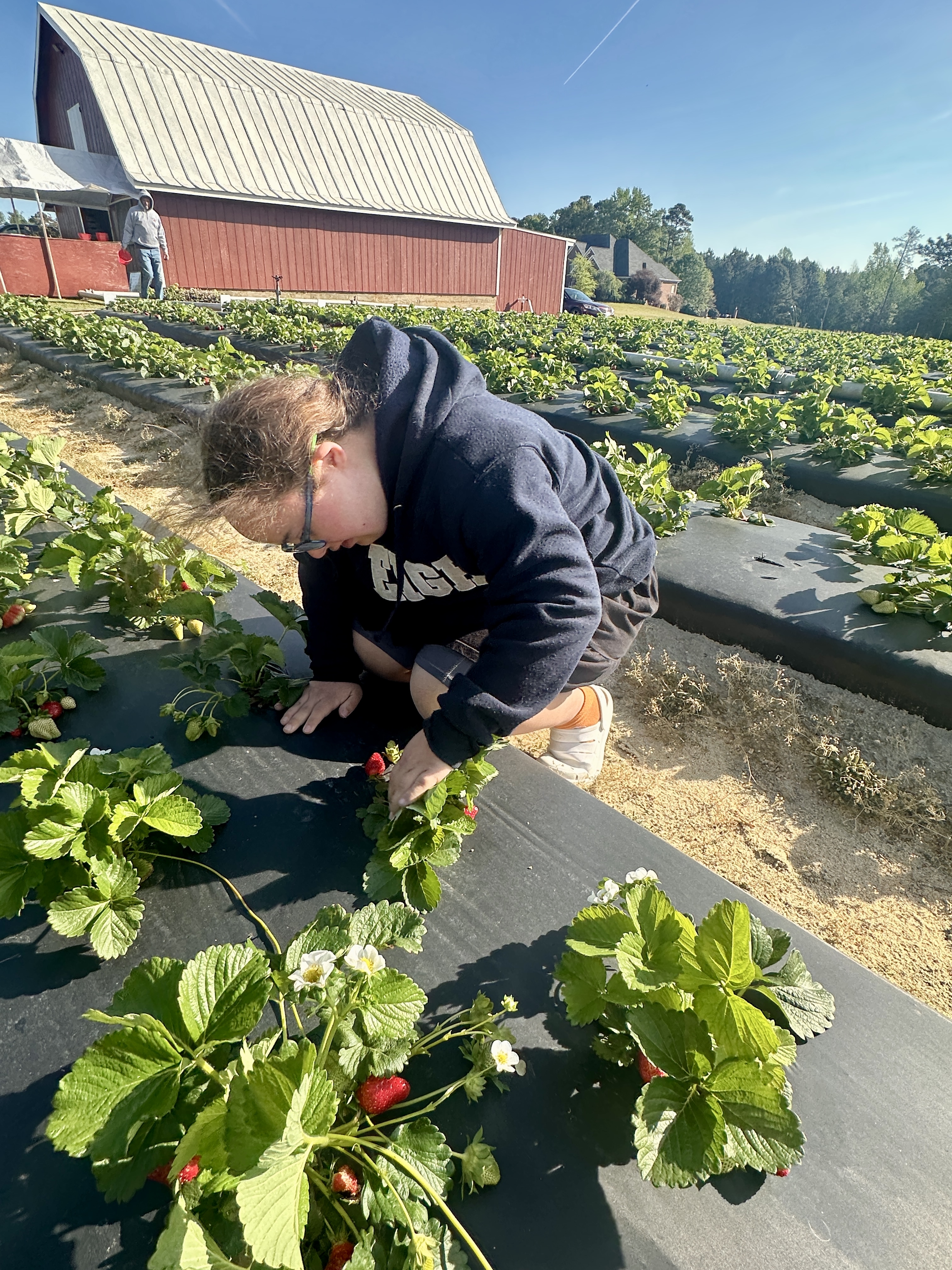 Strawberry Time